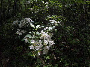Mt. Laurel in bloom